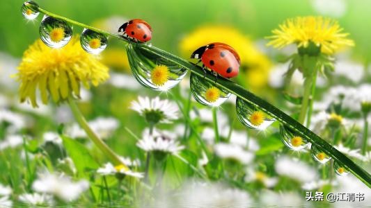 七星瓢虫能带来好运吗,七星瓢虫和二十四星瓢虫