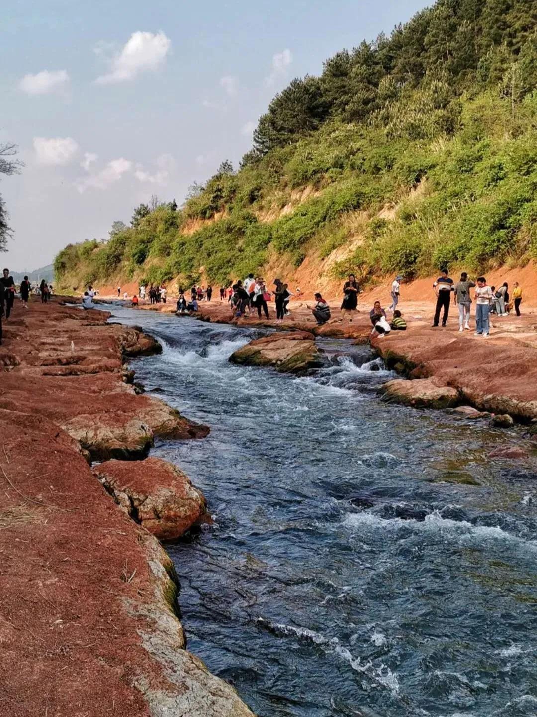 春林花多媚视频讲解,春林花多媚图片