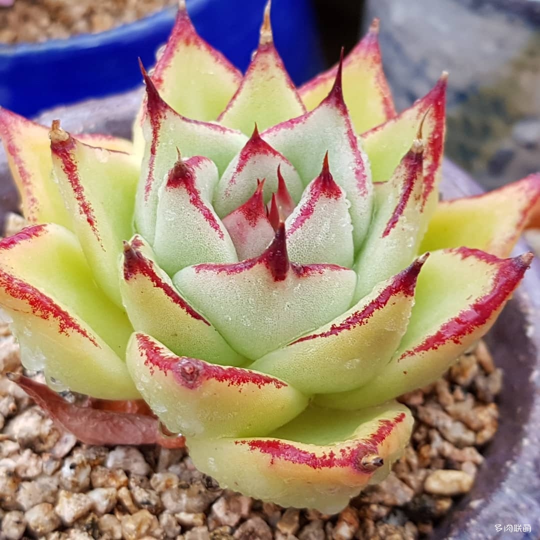 韩国大棚多肉,肉叔带你走遍韩国多肉大棚