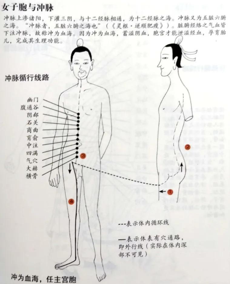 奇恒之腑的解释,奇恒之腑是指哪