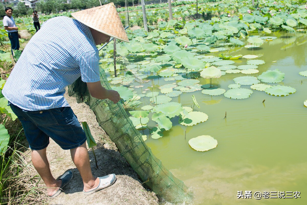 河北一小伙，租弃坑干起了这一行，带领20户农民致富，收入翻倍