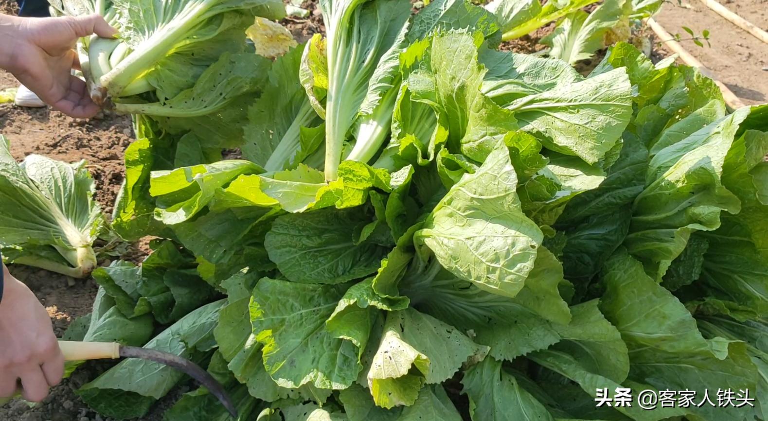 客家腌制酸菜的做法大全,客家酸菜炒猪肚不焯水的做法