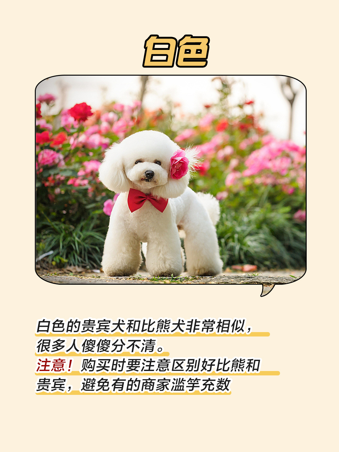 香槟色标准型贵宾犬分几种颜色,灰贵宾犬颜色变化过程