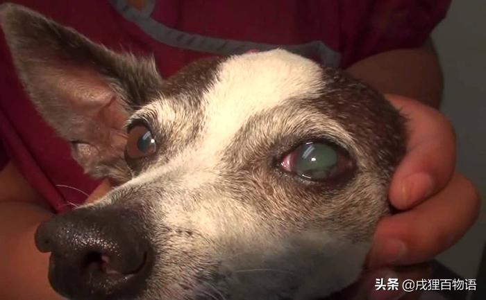 哪些狗狗遭遇了不好的事情,那些年狗狗生过的病