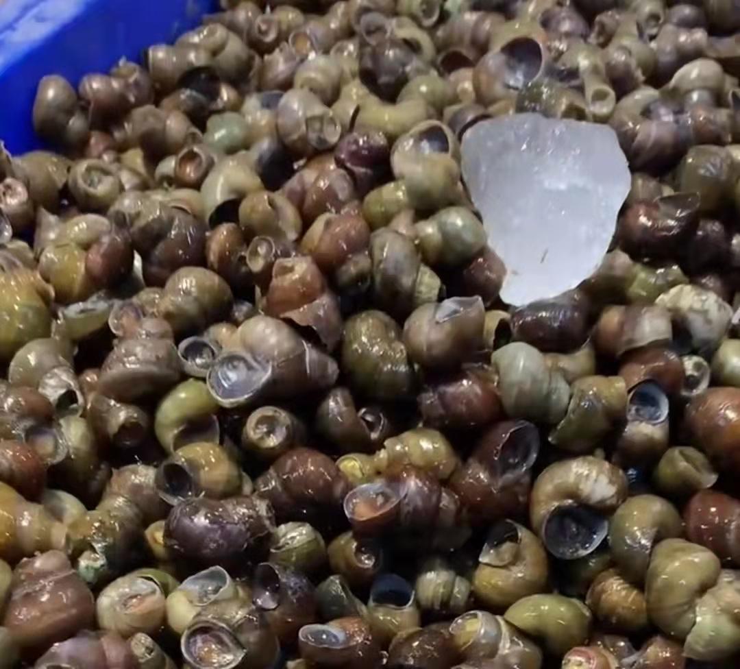 口水螺蛳正宗做法,爆炒螺蛳的正宗做法