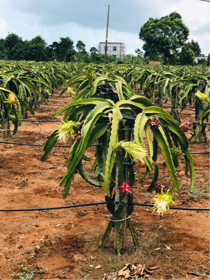 硇洲岛徒步环岛旅行,硇洲岛的旅游指南