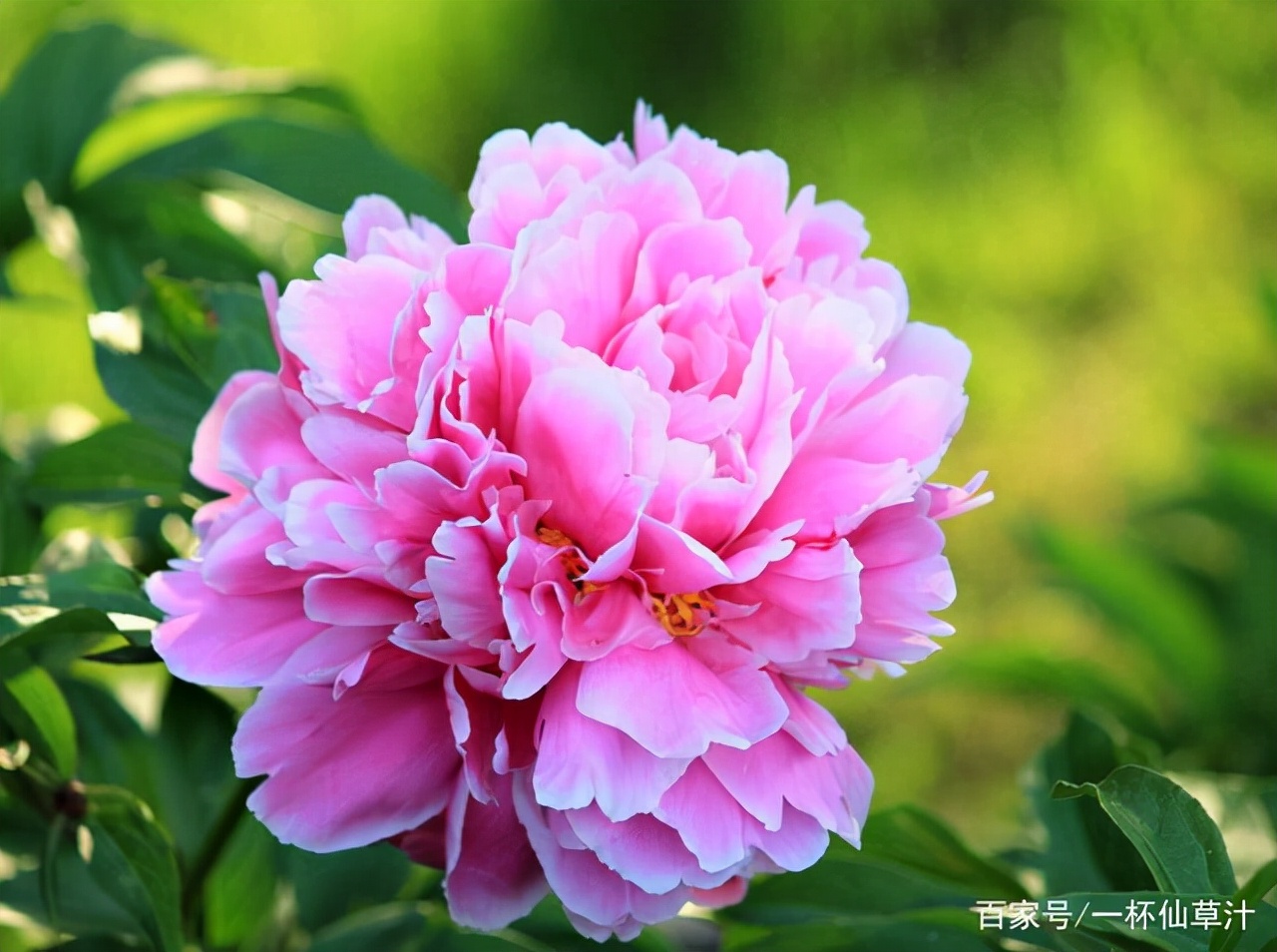 各种鲜花的花语及图片,花店常见鲜花品种及花语