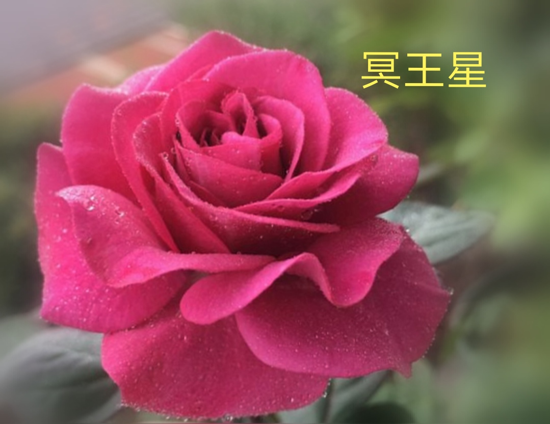 阳台系列月季品种大全,微型月季藤本月季