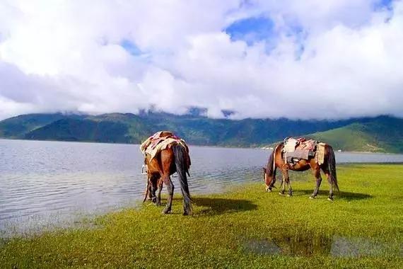 丽江拉市海骑马骗局,丽江拉市海骑马多少钱