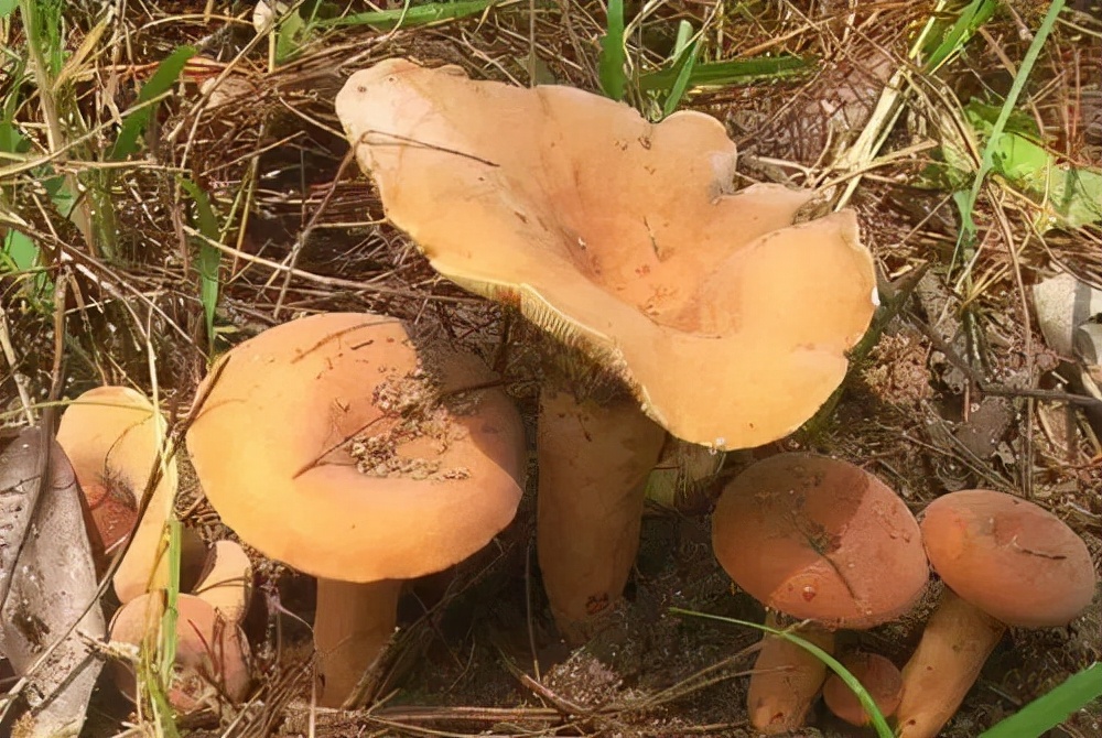 误食蘑菇祖孙三代,最容易误食的毒蘑菇有哪些