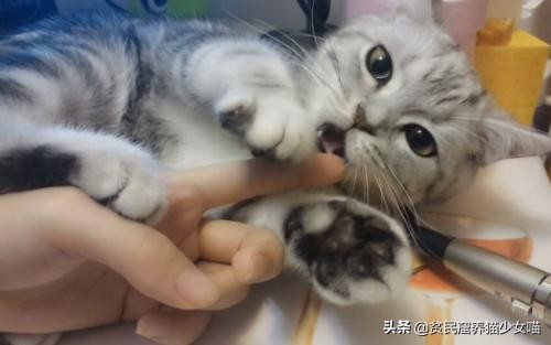 舔猫咪一口猫会有什么反应呢,猫咪特别容易舔毛是怎么回事