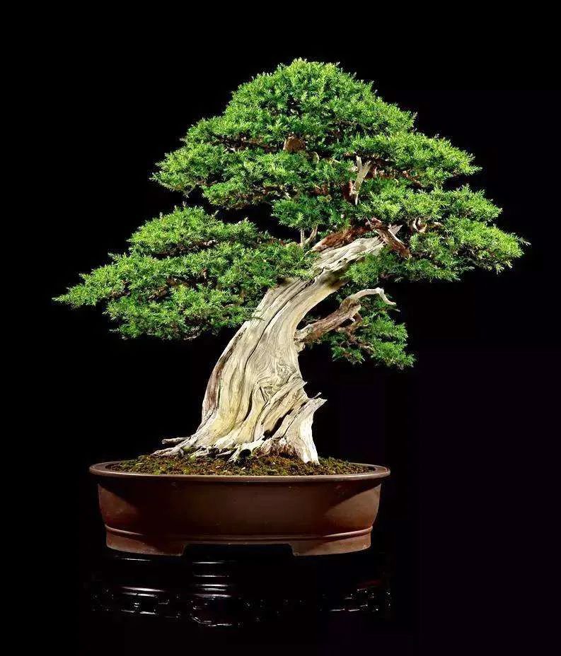 树木盆景养护包含六个方面的工作,盆景树如何照顾