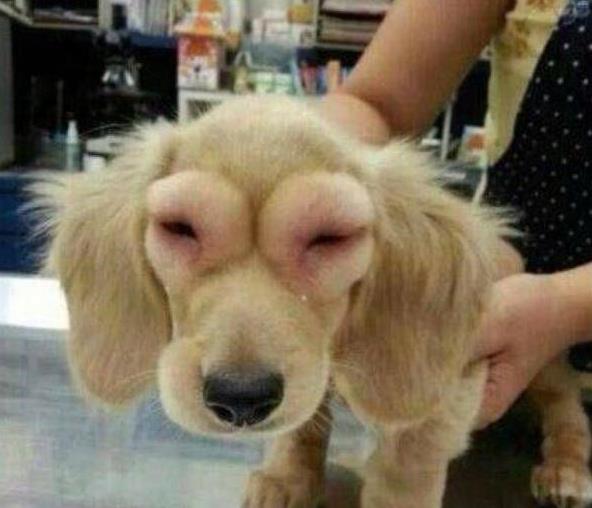 农村人又爱又恨的小昆虫,如今搬上餐桌,真下不去口