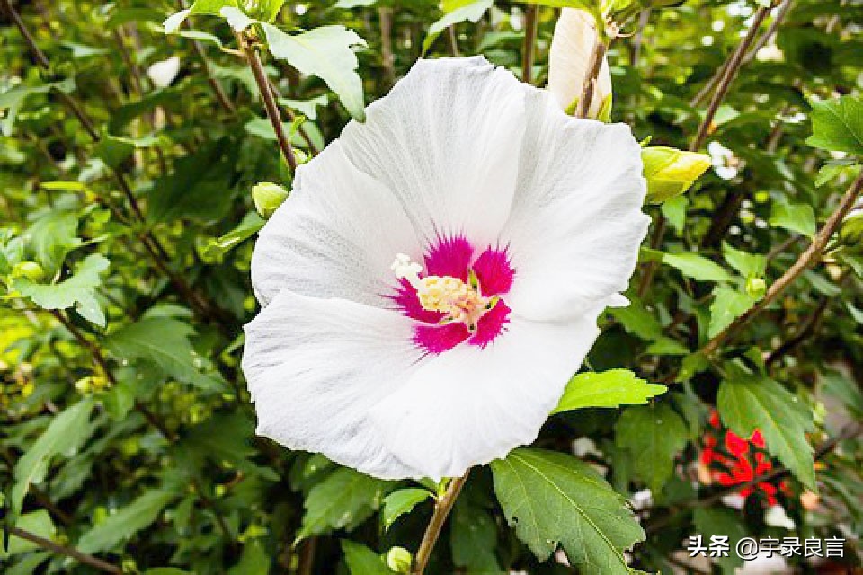 收到转账后霸气的朋友圈说说,女人靠自己的霸气说说朋友圈