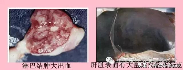 血虫控制方法,血虫怎么消毒最快