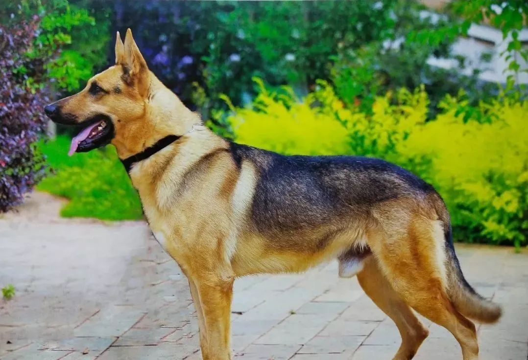 警犬与眼镜蛇搏斗不幸牺牲,边防警犬被眼镜蛇咬死