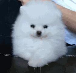 高颜值肌肉奶狗,什么样的小奶狗最可爱