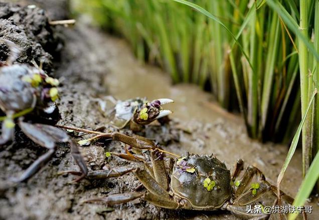 今年养螃蟹的能赚钱吗,养殖螃蟹未来行情怎么样