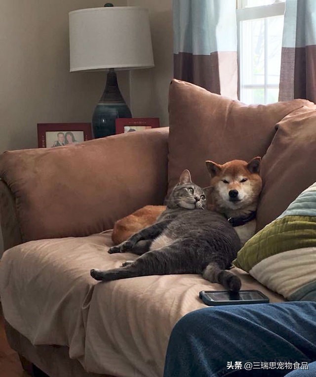 一只猫一个公寓,一只猫一间屋过完余生