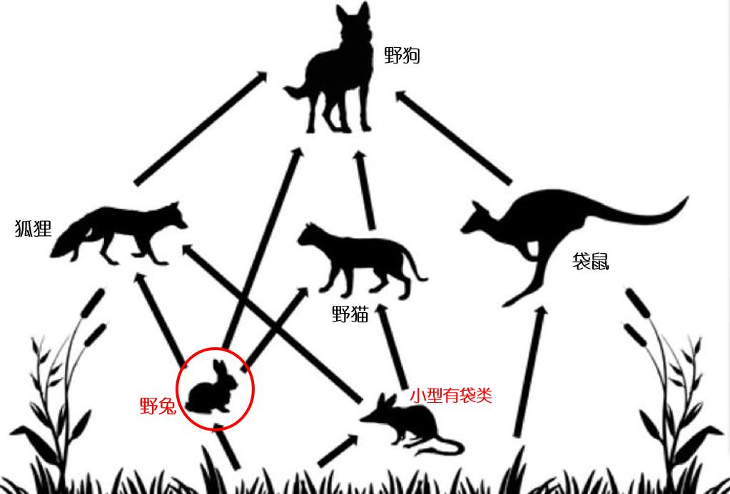 澳洲野兔现状如何,澳洲野兔有多可怕