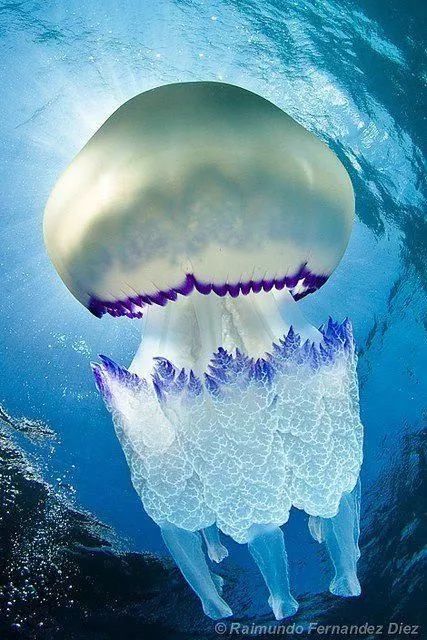 神秘的顶级海底照片难得一见,罕见海底美人照片