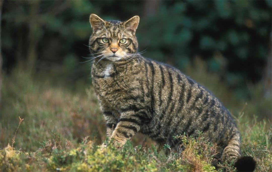 母猫交配后，为什么会满地打滚，甚至转头攻击雄性？