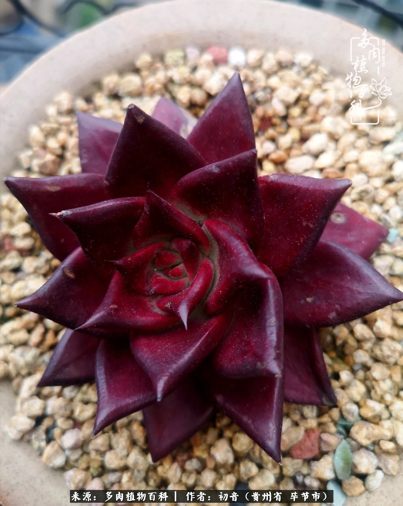 和多肉共度美好时光,与多肉一起成长