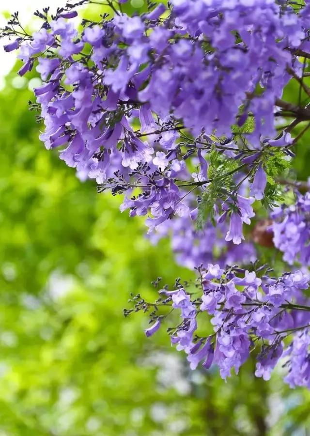 四川这座隐匿千年的古城,四川这座隐藏在喧闹中的千年古镇