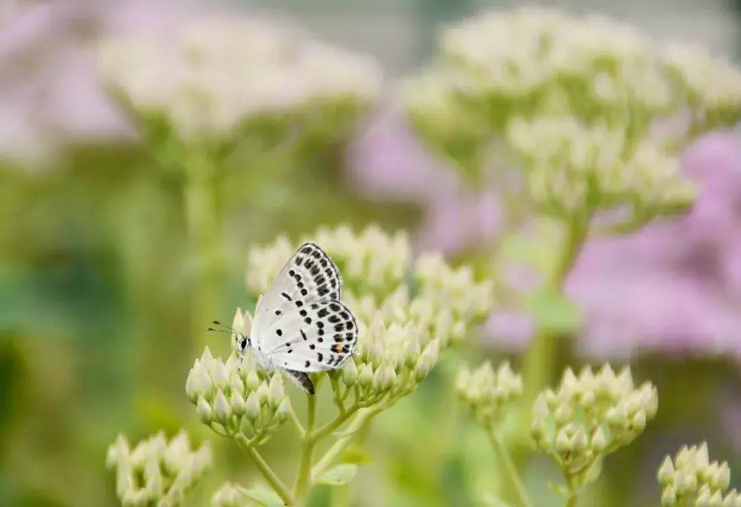 成人梦游最佳调理方法,梦游怎么调理