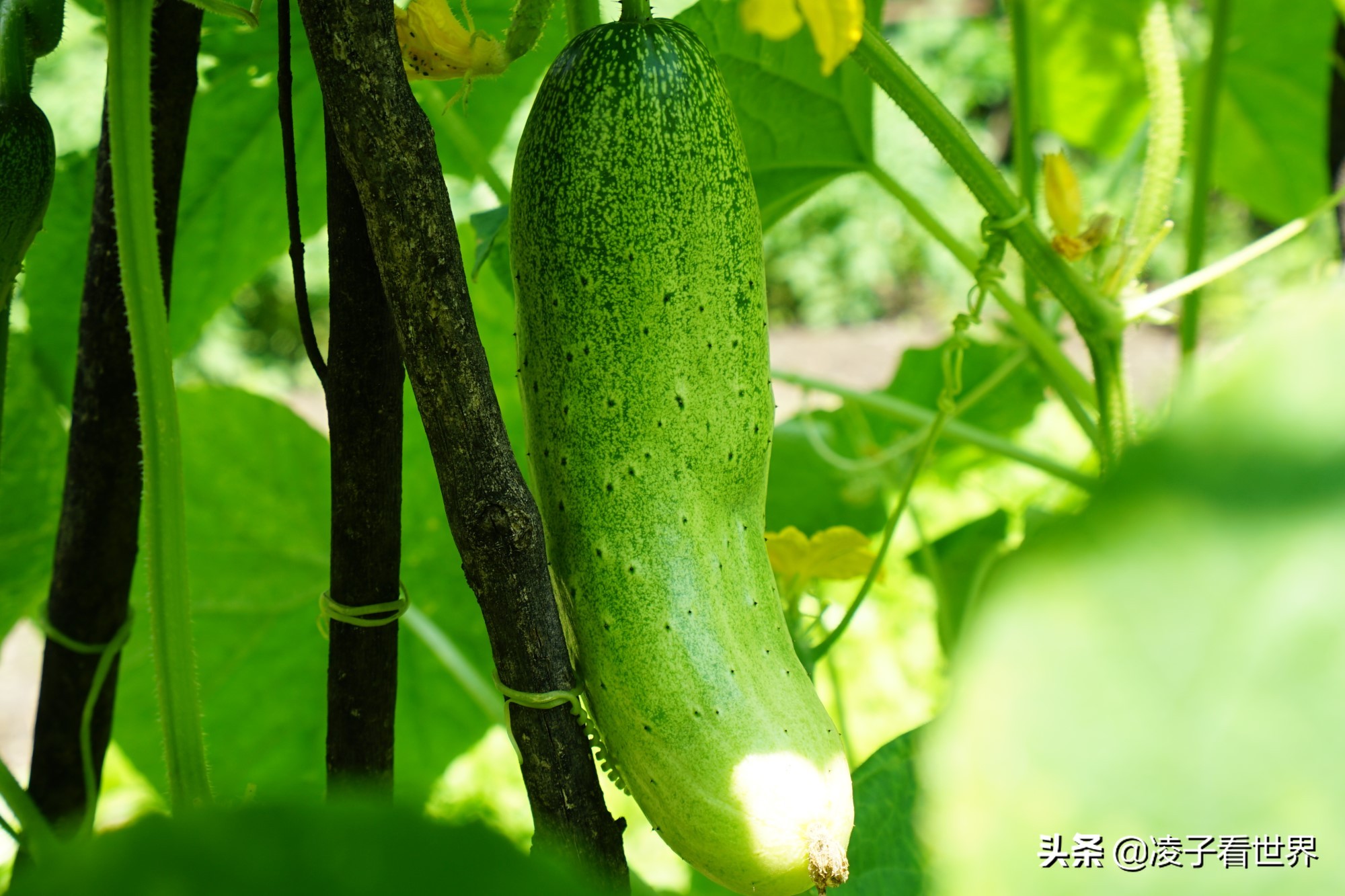 逃离北京40度高温，房山享受22度清凉，看银狐，逛古街吃铁锅炖