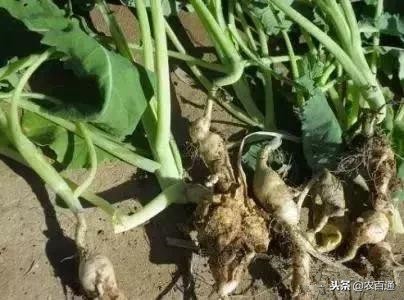 百香果烂根是什么原因,百香果防烂根的方法