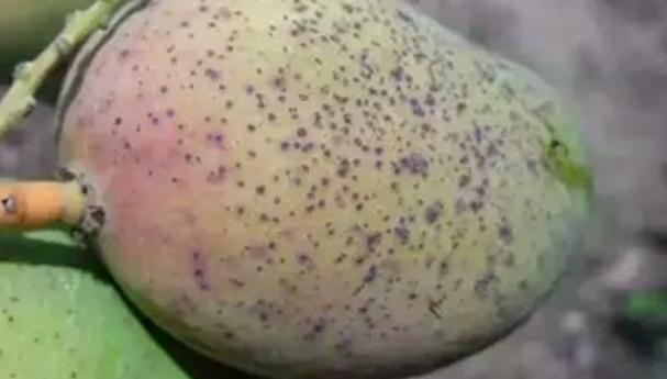 芒果幼果期出新梢怎么办,芒果挂果外皮有黑斑是什么原因