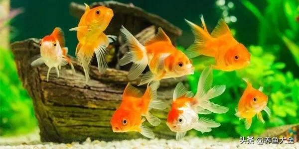 鱼缸观赏鱼哪个最好养,最好养的十种观赏鱼