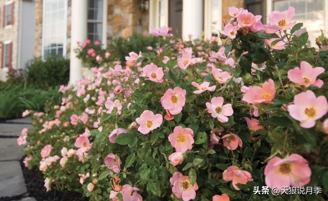 不用修剪的月季,不用打药的月季