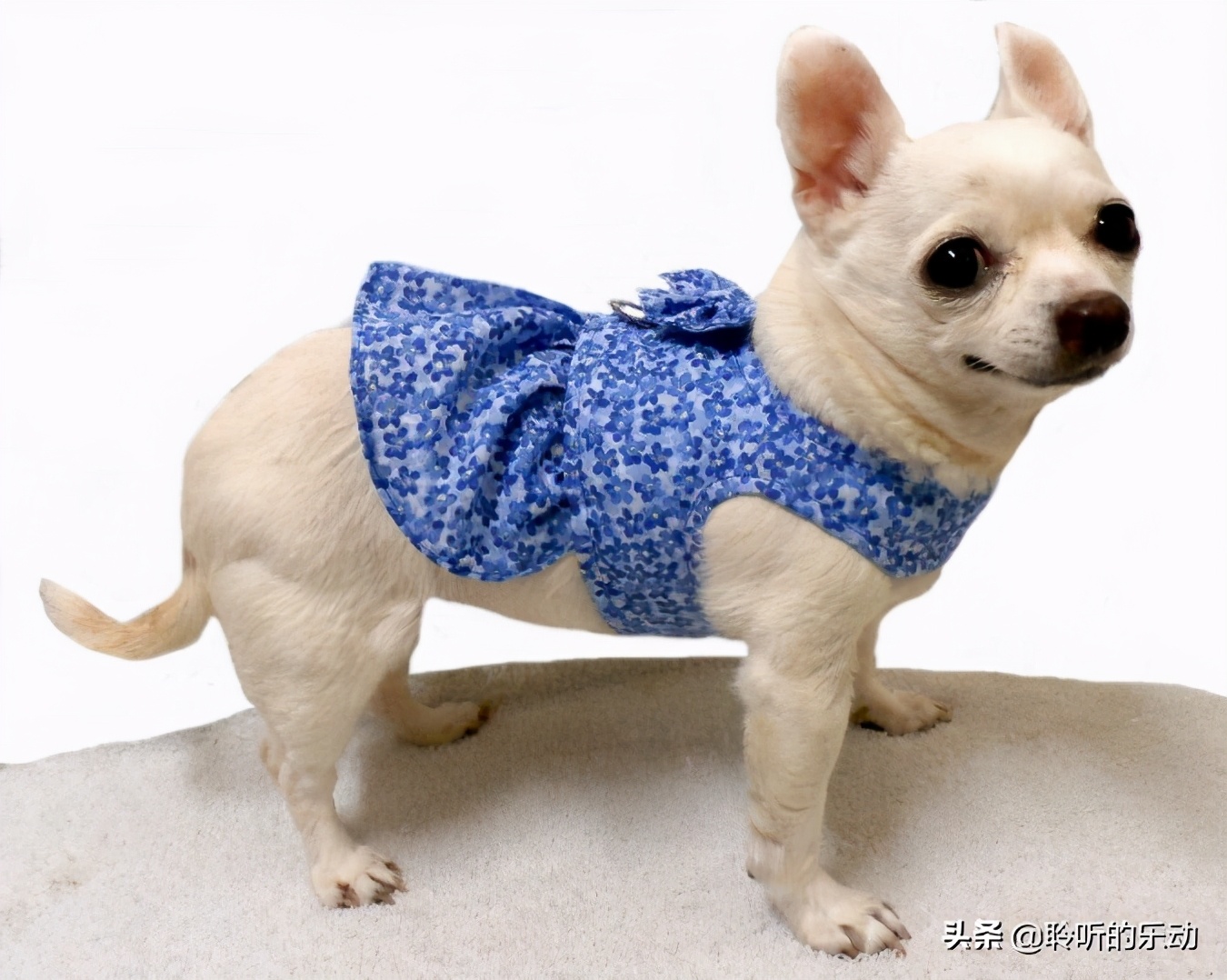 十大可爱的宠物狗,最潮的狗狗穿衣搭配