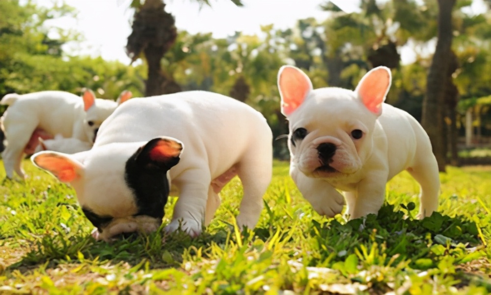 幼犬黄绿色粪便,幼犬拉黄色稀屎怎么治疗