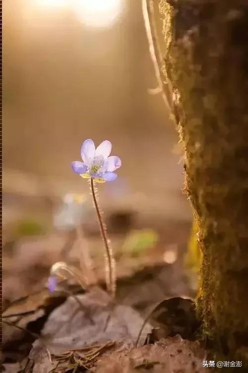 我本来去买*眠药安**，谁知却中了彩票