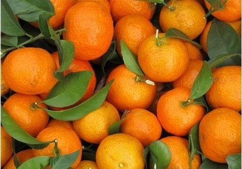 沙糖桔怎么预防疾病,防止沙糖桔腐烂小妙招