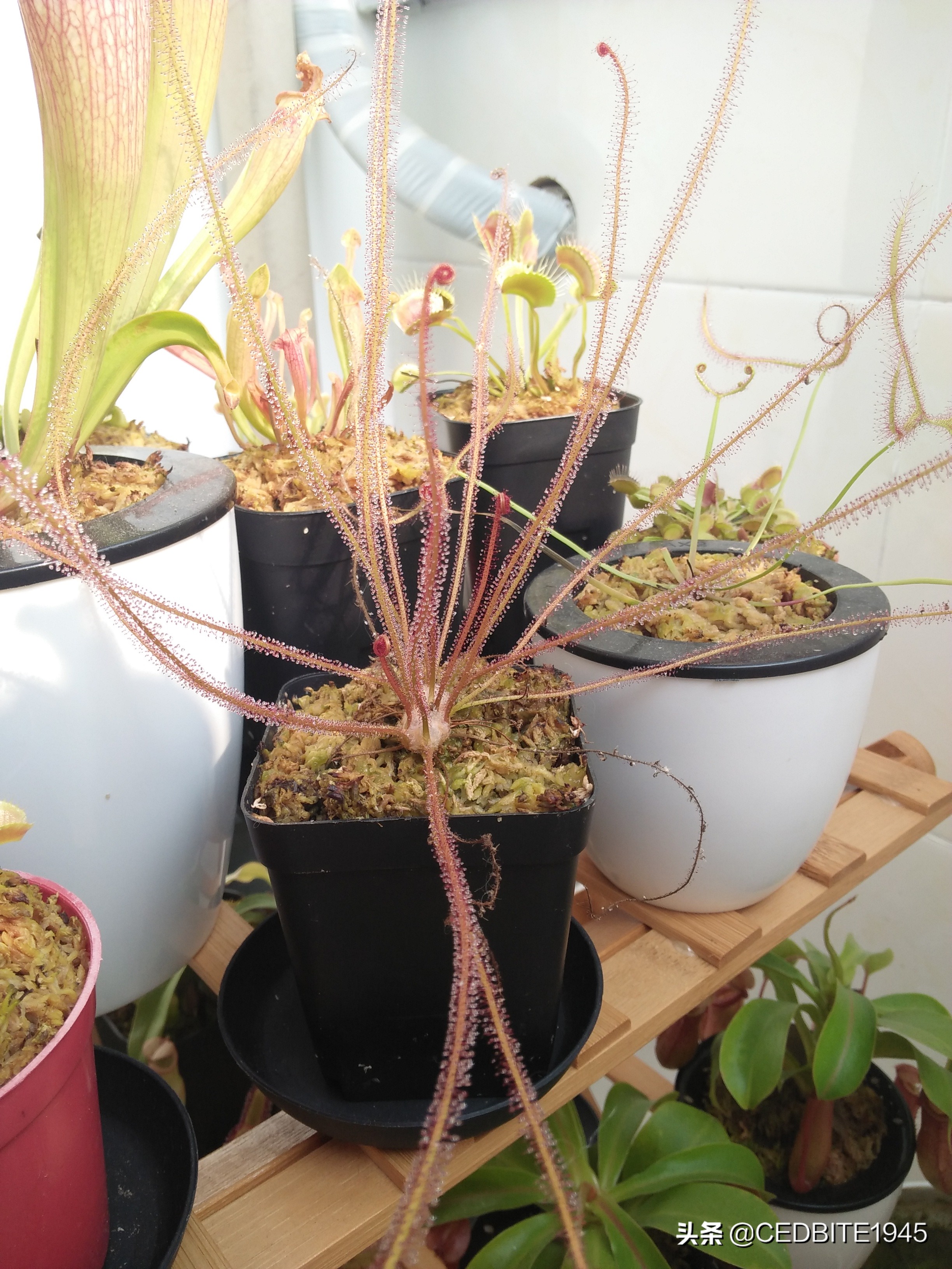 捕虫效率最高的食虫植物——茅膏菜种植攻略