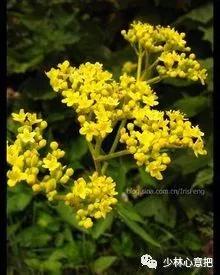 中药药材大全及功效,补肾中药大全及功效