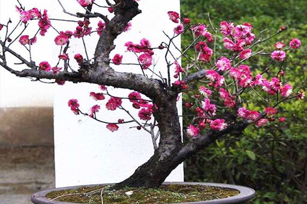 梅花有哪些病虫害,梅花病害及治疗方法