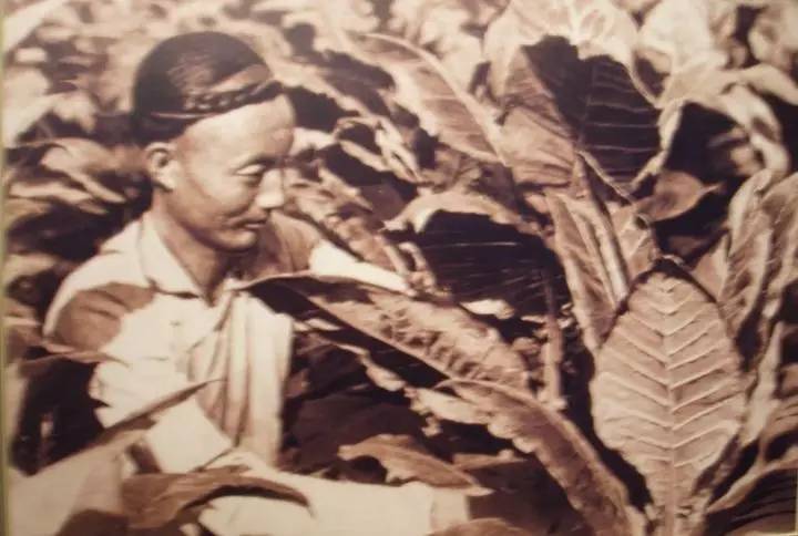 襄城县烟叶王国的故事,襄县烟叶来历