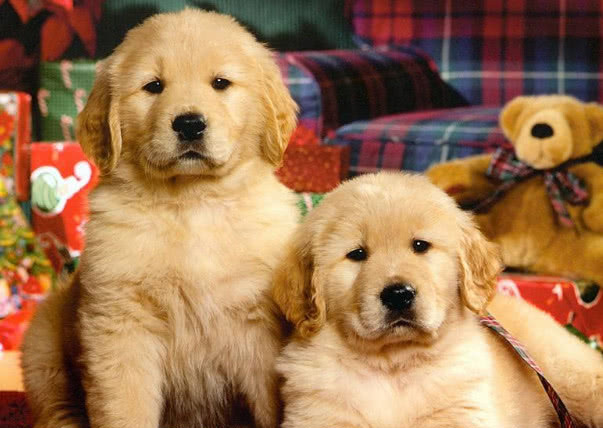 纯种金毛怎么挑选,想买金毛