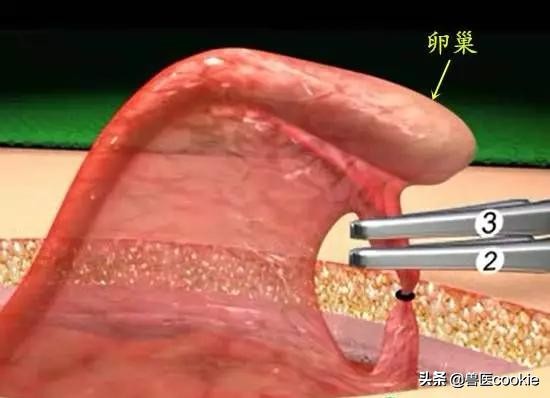 科普:关于犬猫去势/绝育的知识