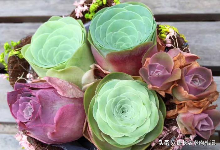 山地玫瑰多肉叶片发黄,多肉山地玫瑰白粉病怎么治