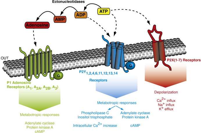 人类科技发达却造不出一个细胞,人类再过200年能造出一个细胞吗