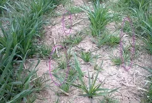 麦田里节节麦怎样根除,节节麦野燕麦雀麦图片