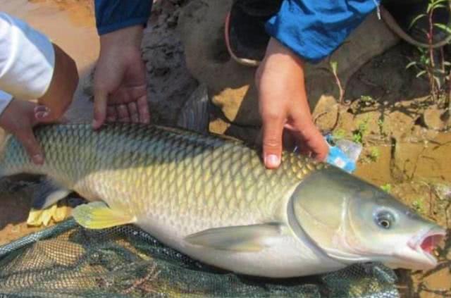 大草鱼钓不到怎么办,大草鱼难钓