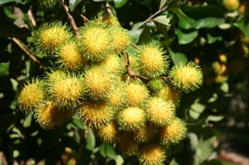 世界这么大你知道有几种水果吗,世界上都有哪些可以吃的水果