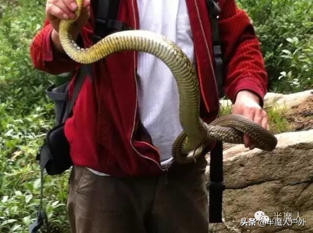 野外生存的知识有哪些,农村常见的蛇类你都认识吗